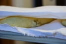 Il Pane
